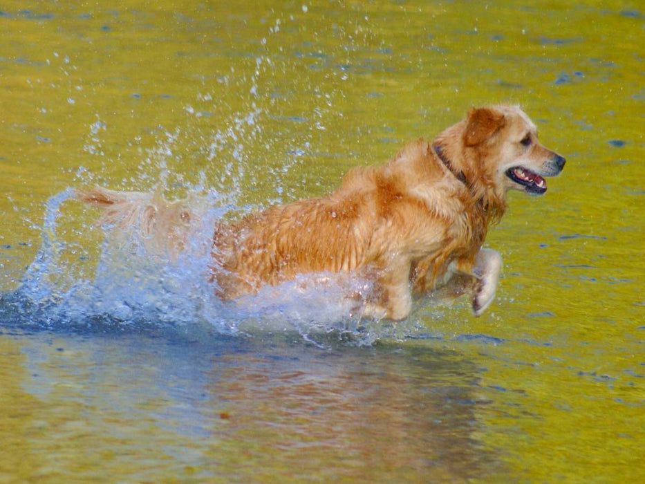 Golden Retriever im goldenen Wasser - CALVENDO Foto-Puzzle'