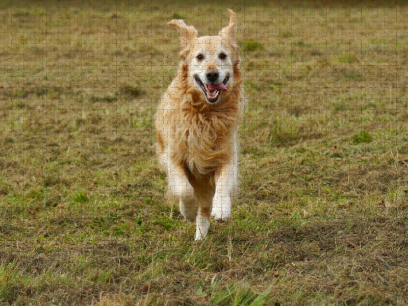 Golden Retriever in Aktion - CALVENDO Foto-Puzzle'