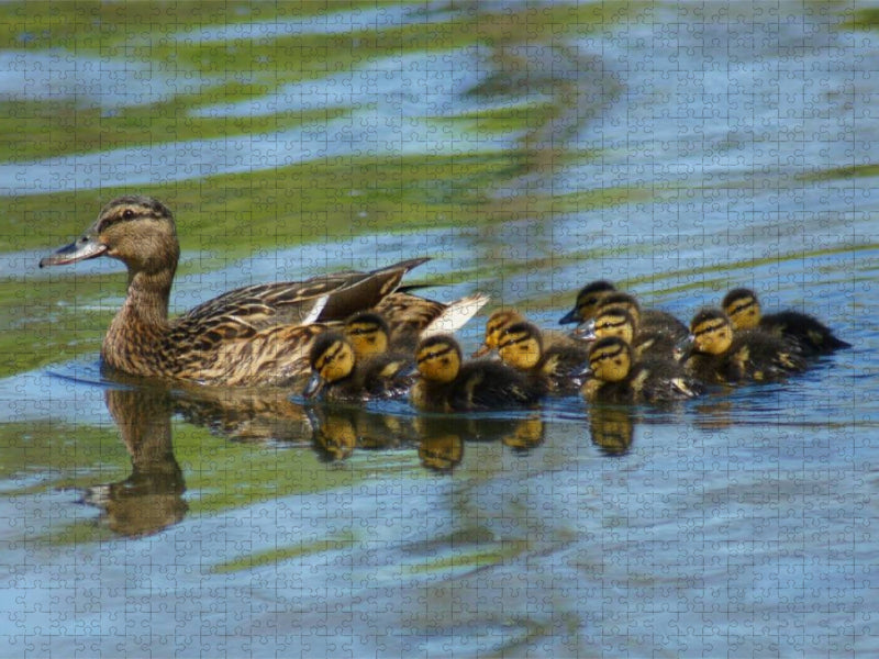 Stockente mit Küken - CALVENDO Foto-Puzzle'