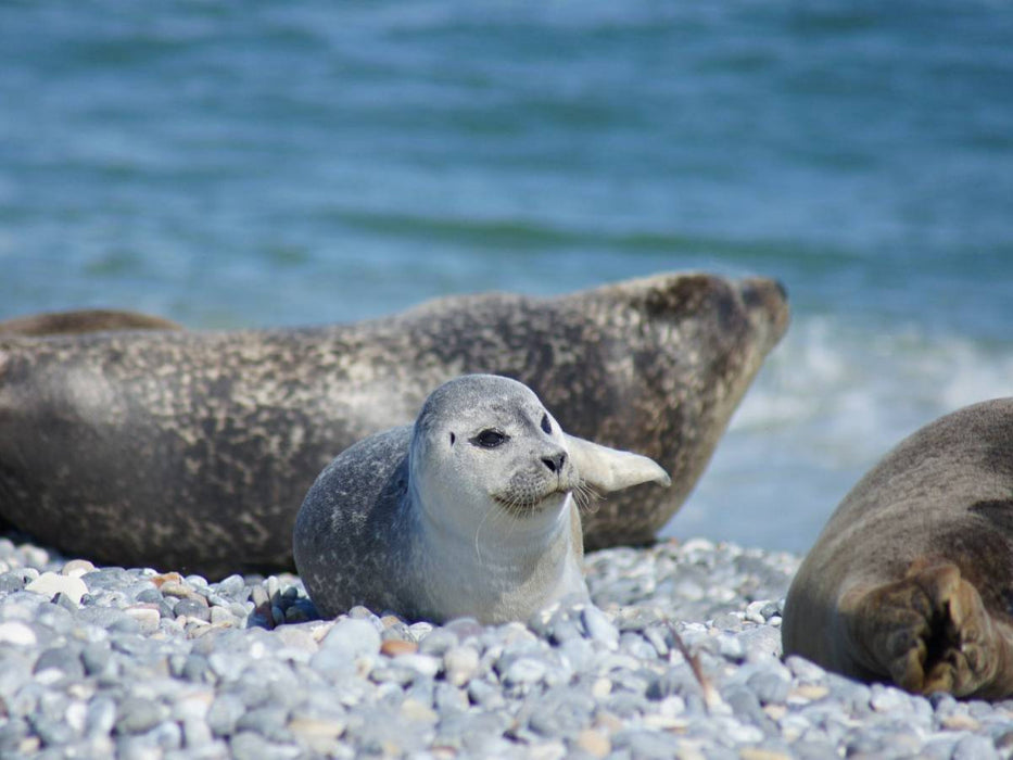 Robben Baby am Strand von Helgoland - CALVENDO Foto-Puzzle'