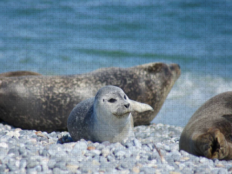 Robben Baby am Strand von Helgoland - CALVENDO Foto-Puzzle'