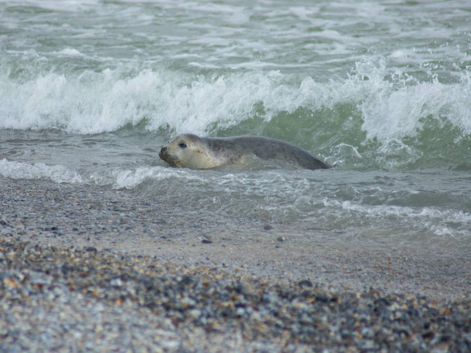 Robbe im Meer - CALVENDO Foto-Puzzle'