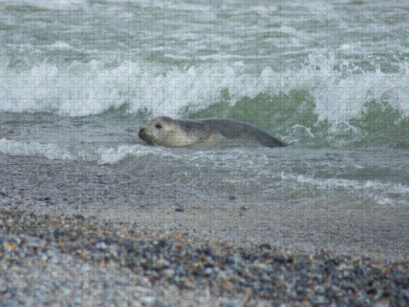 Robbe im Meer - CALVENDO Foto-Puzzle'