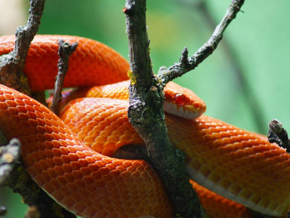Rot orangene Kornnatter - CALVENDO Foto-Puzzle'