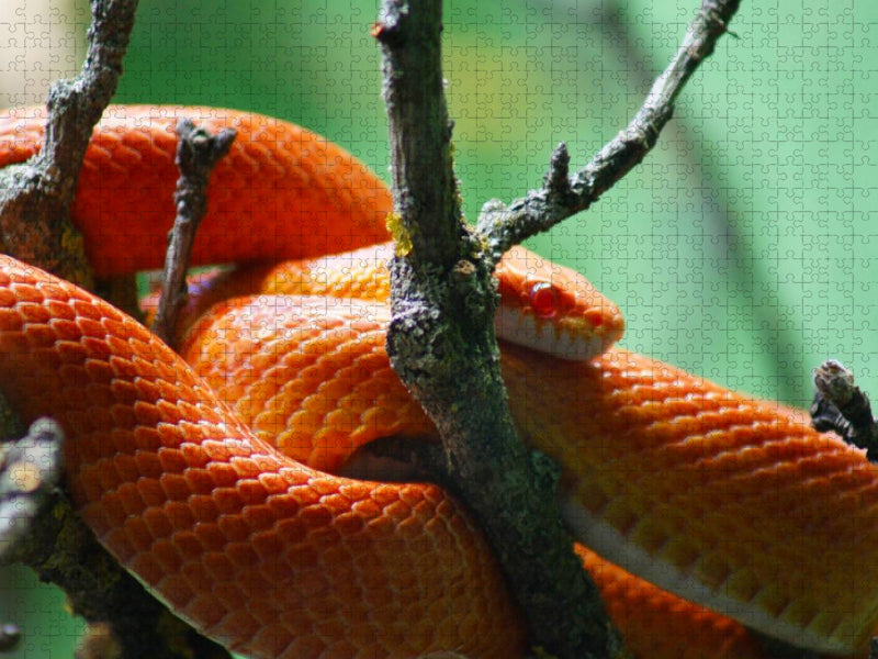 Rot orangene Kornnatter - CALVENDO Foto-Puzzle'