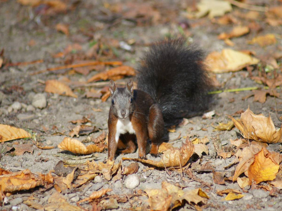 Braunes Eichhörnchen Baby im Herbst - CALVENDO Foto-Puzzle'