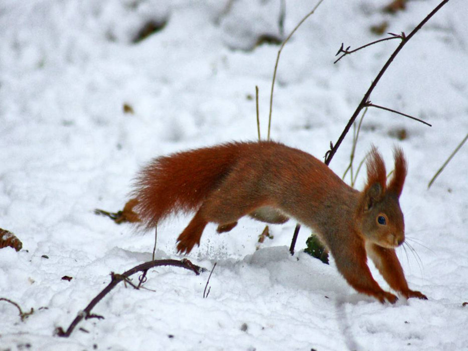 Rotes Eichhörnchen im Schnee - CALVENDO Foto-Puzzle'