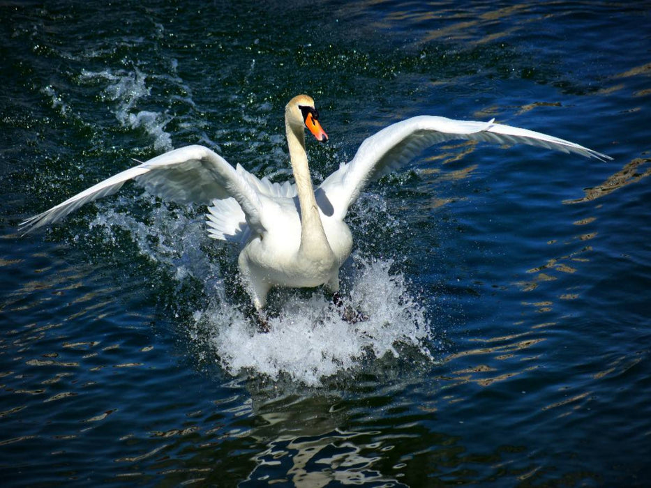 Schwanen Surfen - CALVENDO Foto-Puzzle'