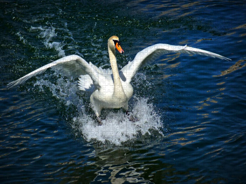 Schwanen Surfen - CALVENDO Foto-Puzzle'