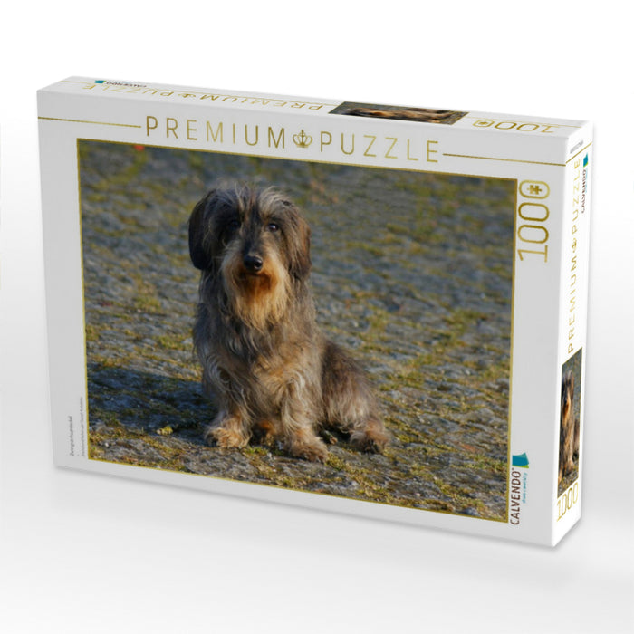 Zwergrauhaardackel - CALVENDO Foto-Puzzle'