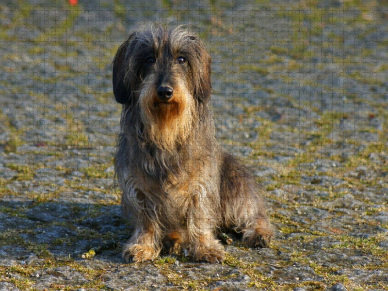 Zwergrauhaardackel - CALVENDO Foto-Puzzle'