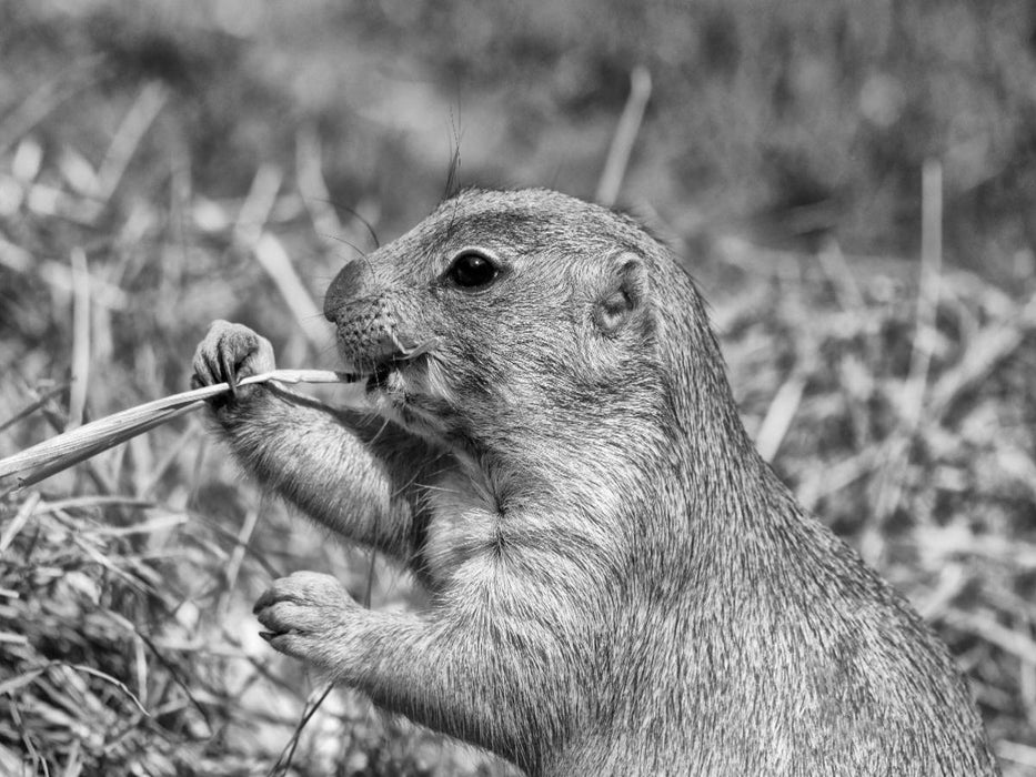 Präriehund Snack - CALVENDO Foto-Puzzle'