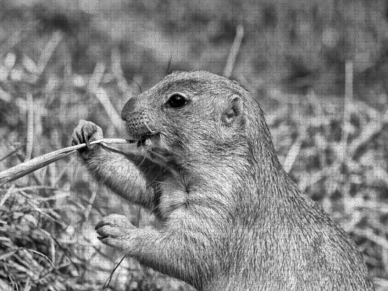 Präriehund Snack - CALVENDO Foto-Puzzle'