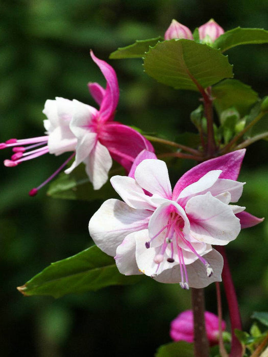 Doppel Neon White Diva, Weiße Fuchsie - CALVENDO Foto-Puzzle'