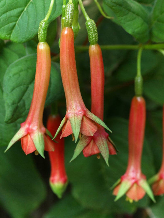 Lech Martianess, Fuchsie - CALVENDO Foto-Puzzle'