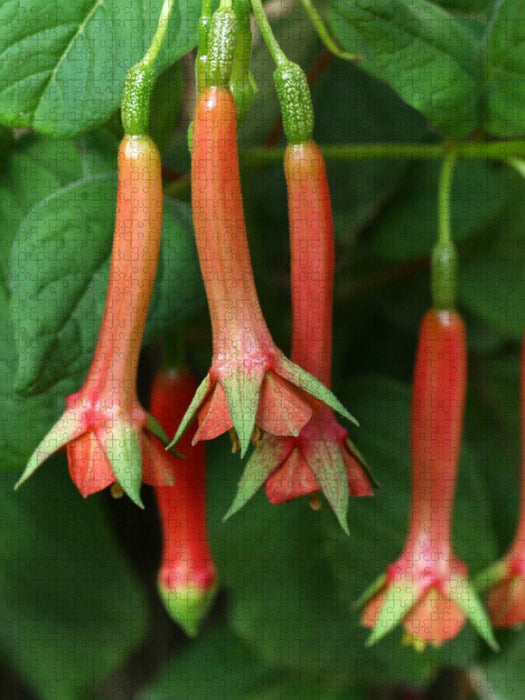 Lech Martianess, Fuchsie - CALVENDO Foto-Puzzle'