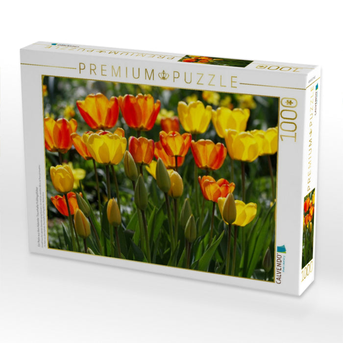 Ein Motiv aus dem Kalender Traumhafte Frühlingsblüher - CALVENDO Foto-Puzzle'