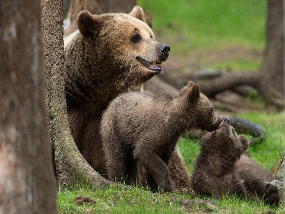 Tierbabys - CALVENDO Foto-Puzzle'