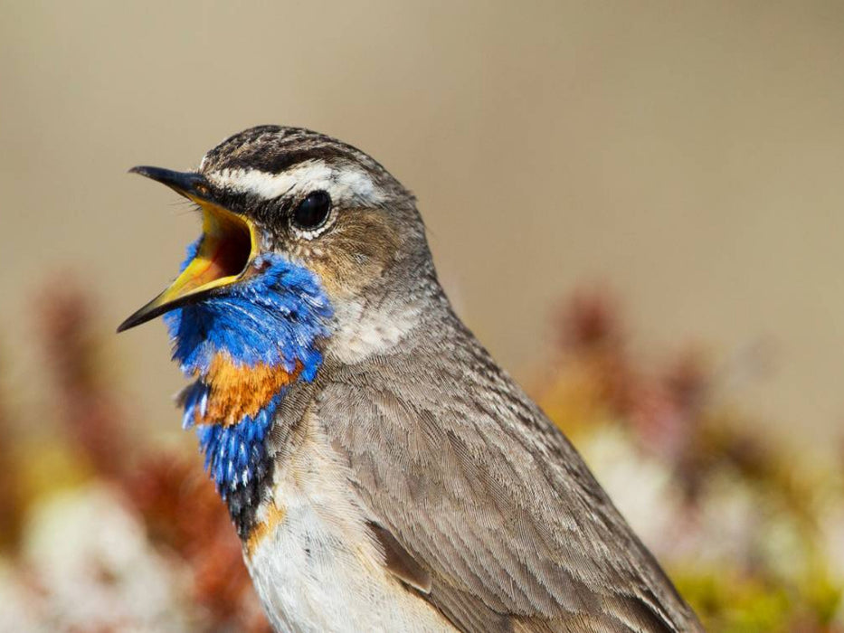 Blaukehlchen - CALVENDO Foto-Puzzle'