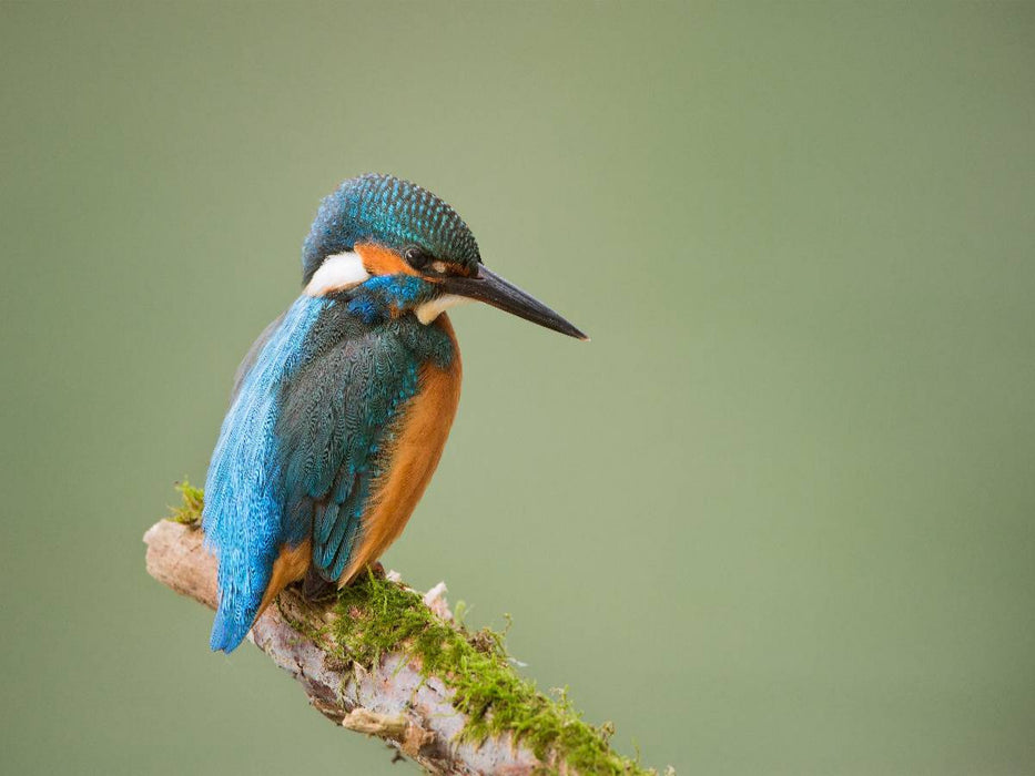 Eisvogel - CALVENDO Foto-Puzzle'
