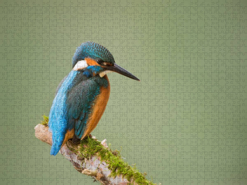 Eisvogel - CALVENDO Foto-Puzzle'