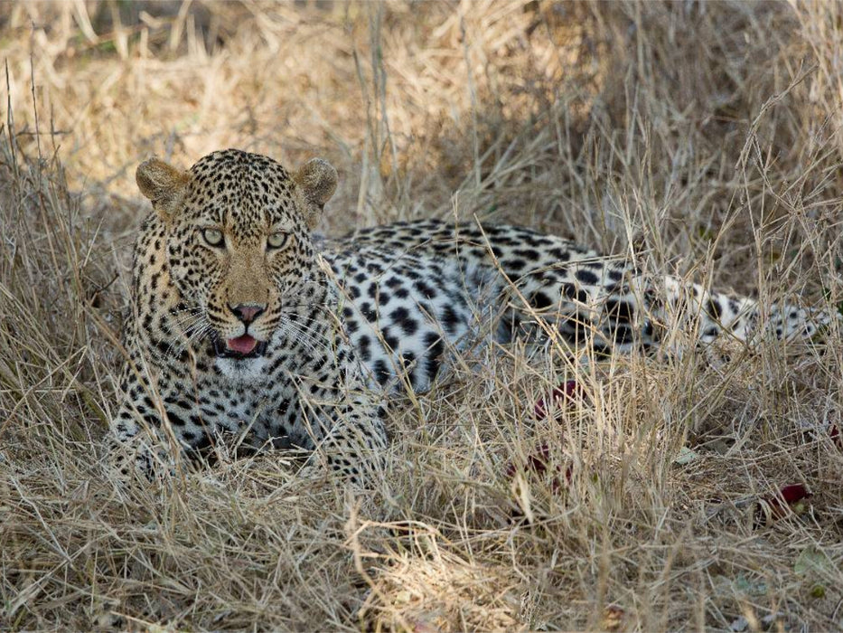 Leopard - CALVENDO Foto-Puzzle'