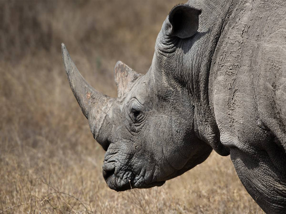 Weißes Nashorn - CALVENDO Foto-Puzzle'