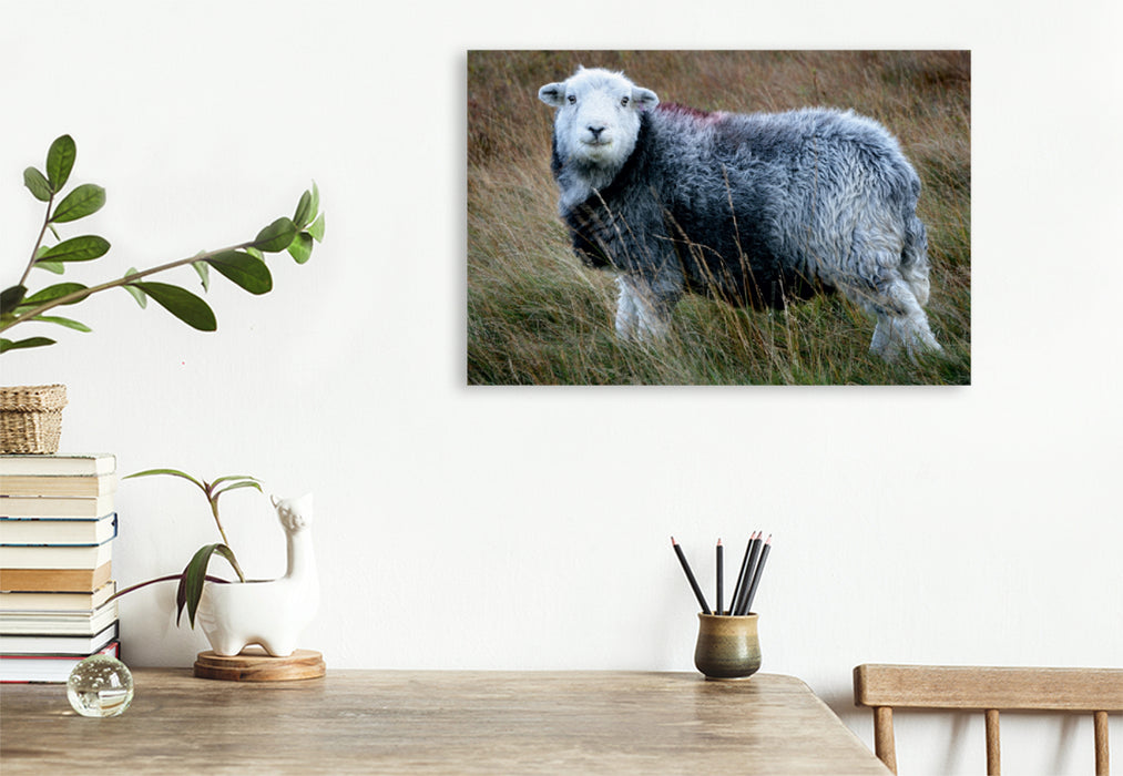 Toile textile premium Toile textile premium 75 cm x 50 cm paysage portrait de mouton 