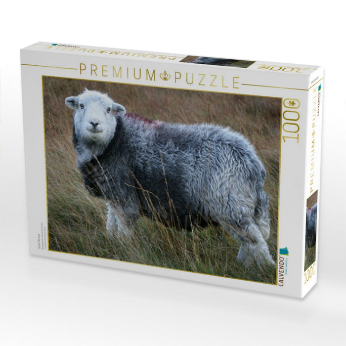 Schaf Portrait - CALVENDO Foto-Puzzle'