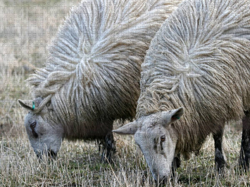 Schafe beim Grasen - CALVENDO Foto-Puzzle'