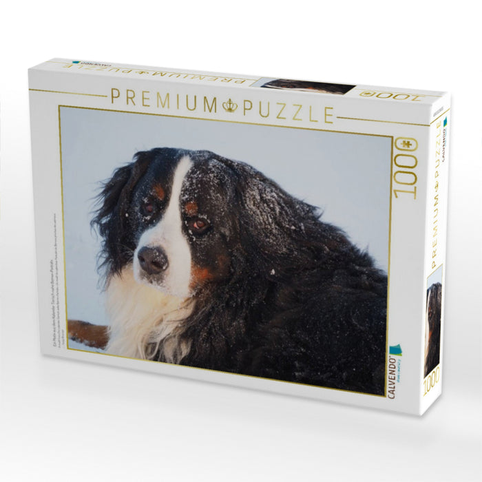 Ein Motiv aus dem Kalender Tierisch nahe Berner-Porträts - CALVENDO Foto-Puzzle'
