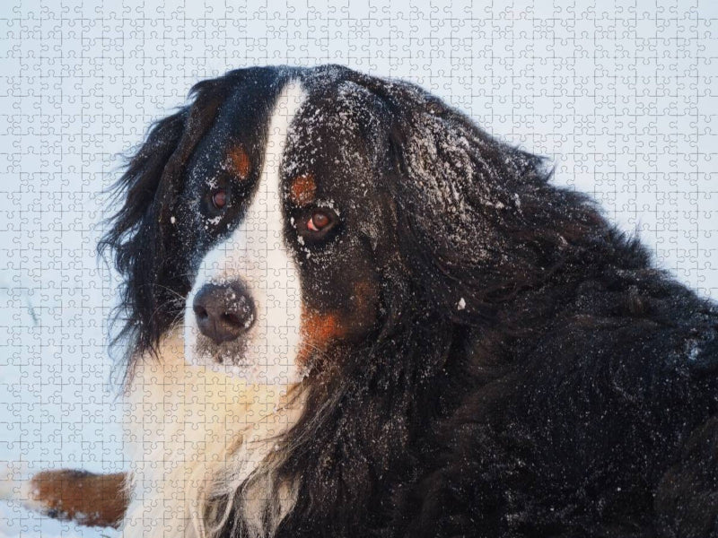 Ein Motiv aus dem Kalender Tierisch nahe Berner-Porträts - CALVENDO Foto-Puzzle'