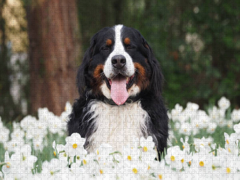 Ein Motiv aus dem Kalender WAUZEBAER den Berner Sennenhund - CALVENDO Foto-Puzzle'