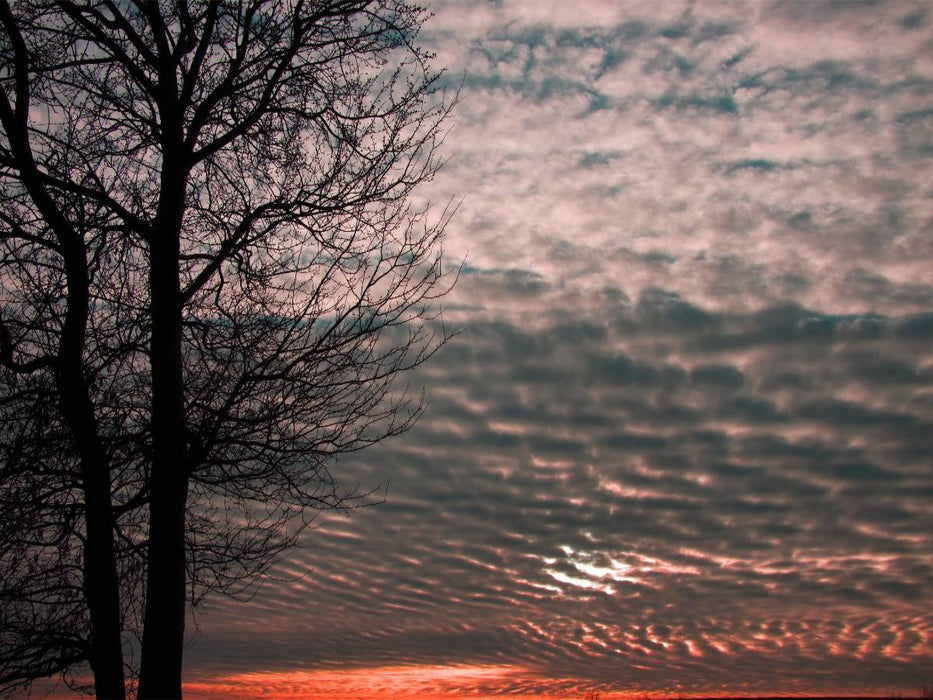 Baum im Licht des Abendhimmels - CALVENDO Foto-Puzzle'