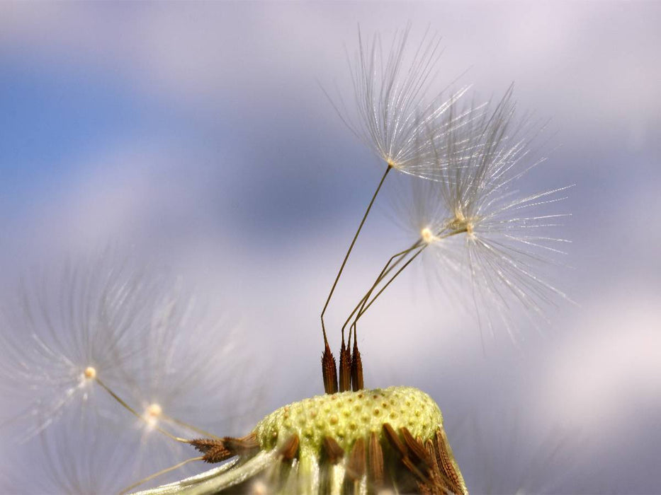 Kleine Fallschirme - CALVENDO Foto-Puzzle'