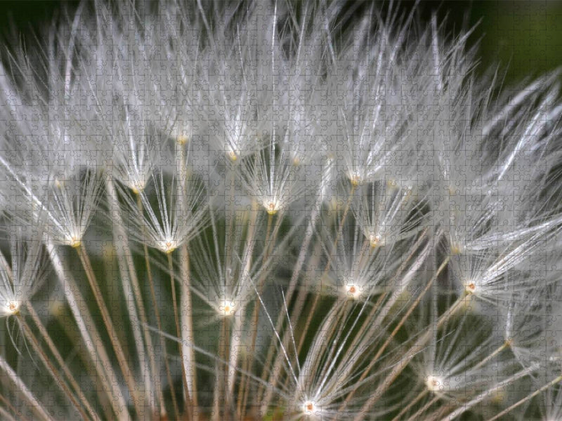 Flugsamen der Pusteblume - CALVENDO Foto-Puzzle'