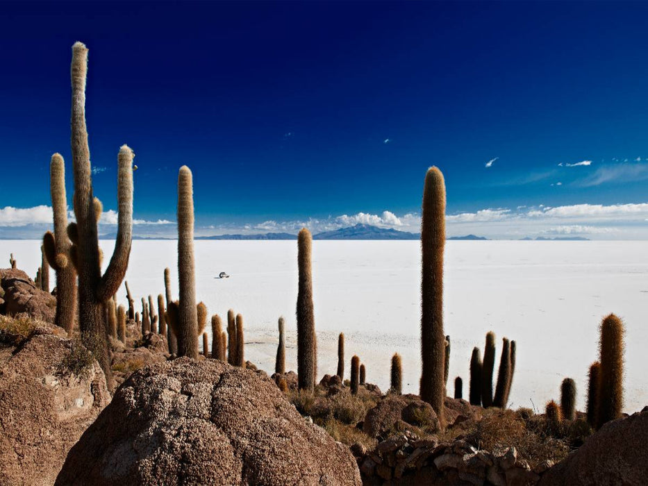 Riesen-Kakteen auf einer Insel im größtem Salzsee der Erde, dem Salar de Uyuni - CALVENDO Foto-Puzzle'