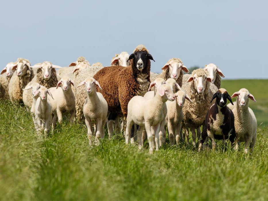 Schafherde am Deich in Ostfriesland - CALVENDO Foto-Puzzle'