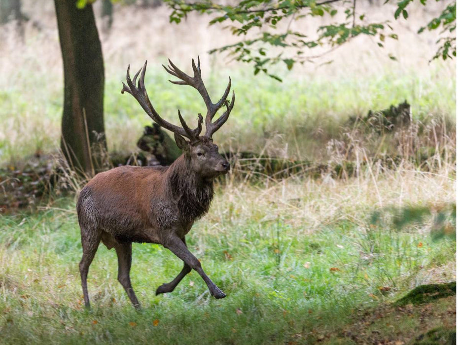 Aufgeregt vertreibt der Platzhirsch die Nebenbuhler. - CALVENDO Foto-Puzzle'