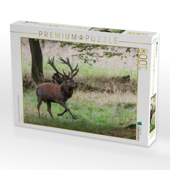 Aufgeregt vertreibt der Platzhirsch die Nebenbuhler. - CALVENDO Foto-Puzzle'