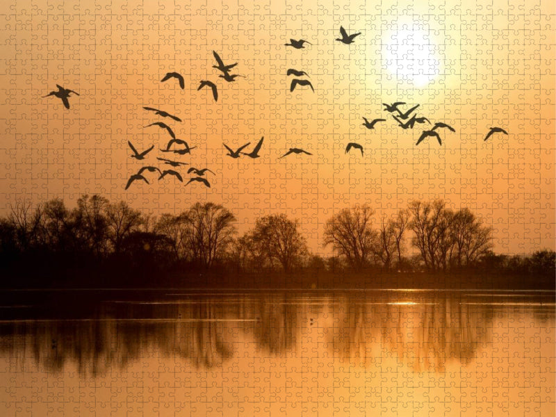 Ein Motiv aus dem Kalender Emotionale Momente: Die Graugans. - CALVENDO Foto-Puzzle'