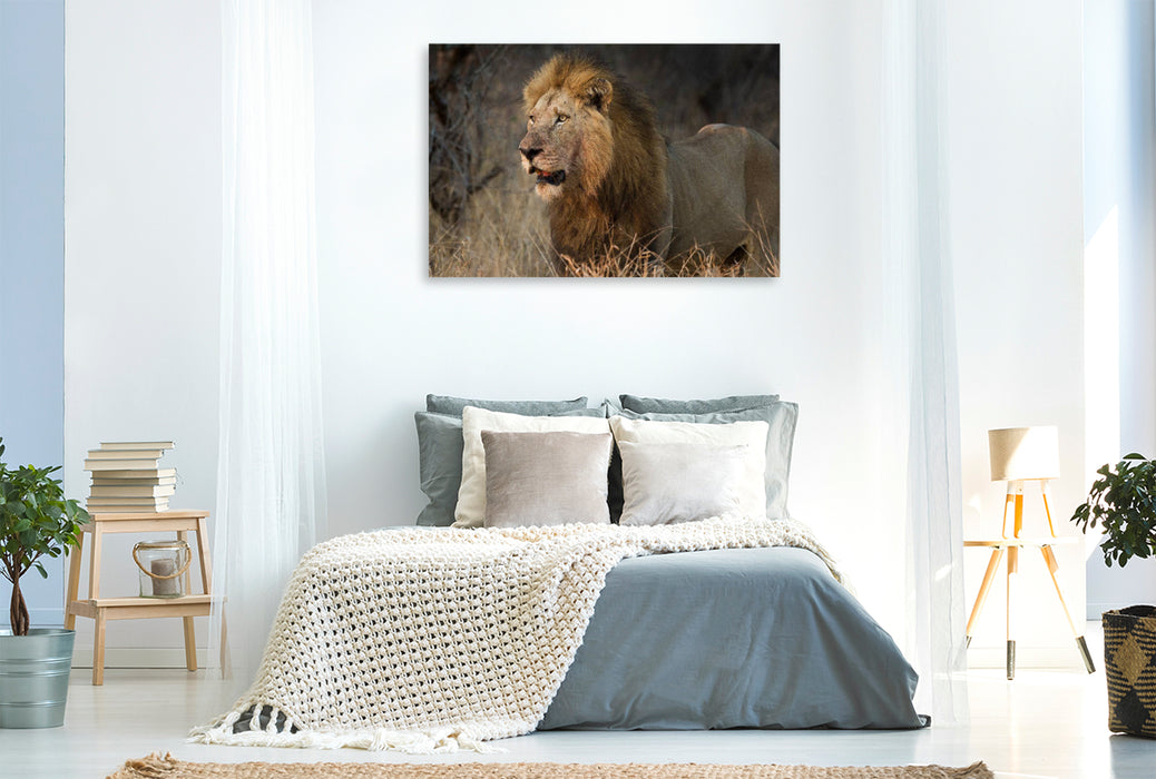 Premium Textil-Leinwand Premium Textil-Leinwand 120 cm x 80 cm quer Löwe Afrikas Tiere im Fokus