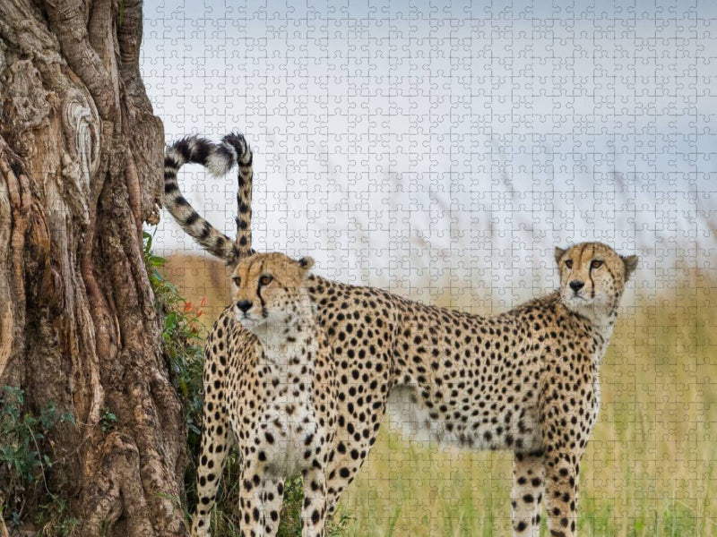 Geparden - CALVENDO Foto-Puzzle'