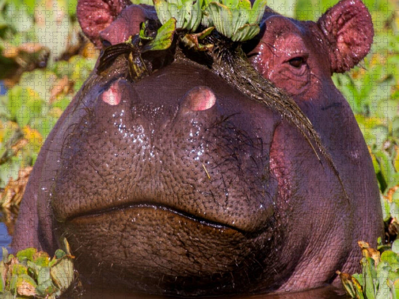 Nilpferd - CALVENDO Foto-Puzzle'