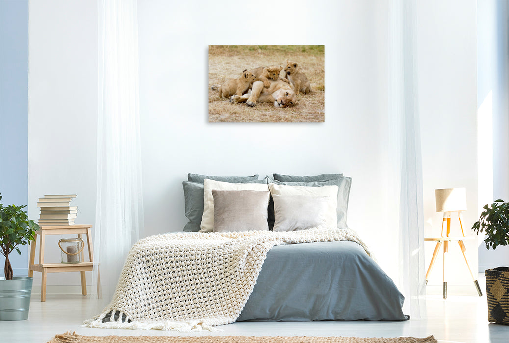 Premium Textil-Leinwand Premium Textil-Leinwand 120 cm x 80 cm quer Ein Motiv aus dem Kalender Emotionale Momente: Löwenbabys - so süß.