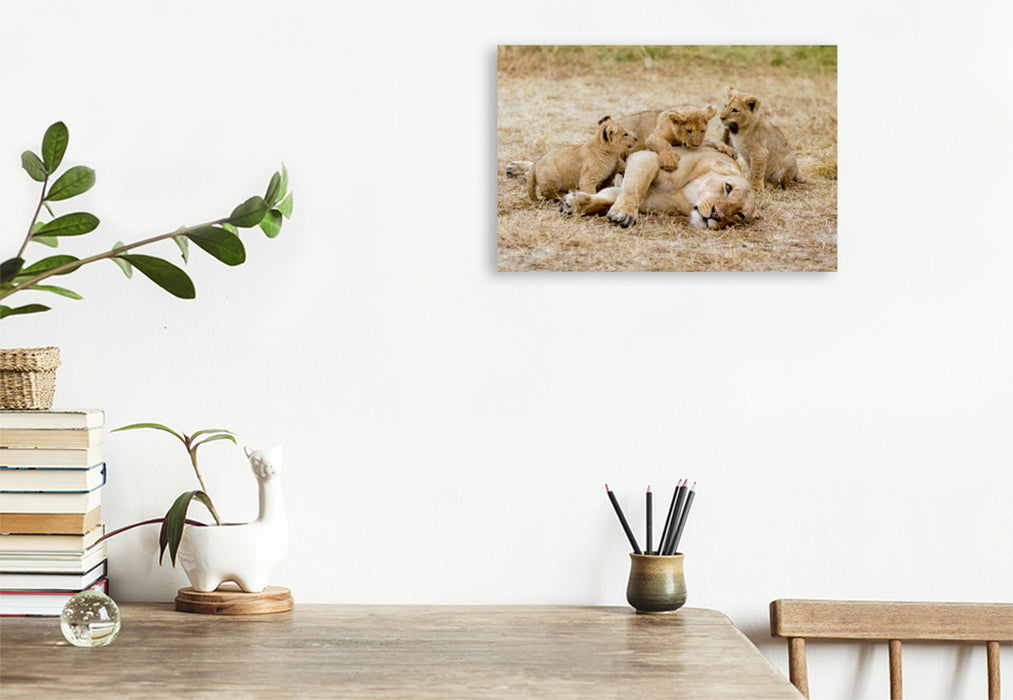 Premium Textil-Leinwand Premium Textil-Leinwand 120 cm x 80 cm quer Ein Motiv aus dem Kalender Emotionale Momente: Löwenbabys - so süß.