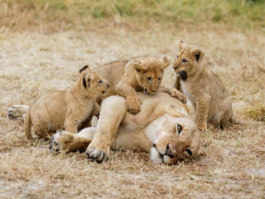 Ein Motiv aus dem Kalender Emotionale Momente: Löwenbabys - so süß. - CALVENDO Foto-Puzzle'