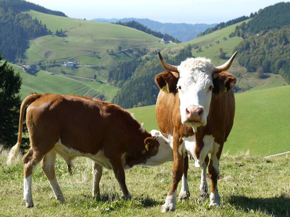 Kuh mit Stierkalb und Blick Richtung Münstertal - CALVENDO Foto-Puzzle'