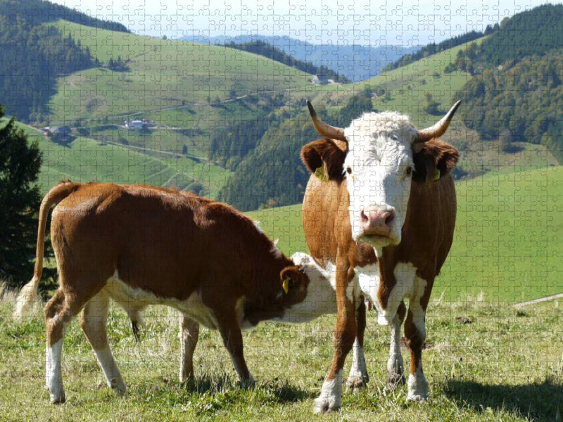 Kuh mit Stierkalb und Blick Richtung Münstertal - CALVENDO Foto-Puzzle'