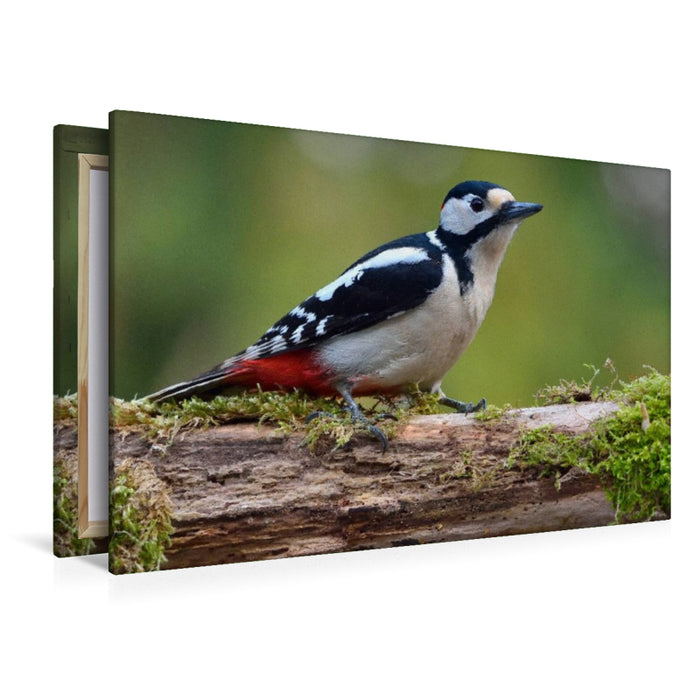 Premium Textil-Leinwand Buntspecht